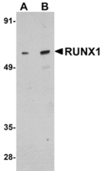 Western blot - RUNX1 Antibody from Signalway Antibody (24886) - Antibodies.com