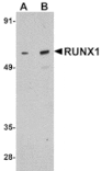 Western blot - RUNX1 Antibody from Signalway Antibody (24886) - Antibodies.com