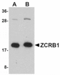 Western blot - ZCRB1 Antibody from Signalway Antibody (24915) - Antibodies.com