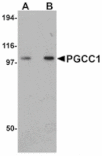Western blot - PGCC1 Antibody from Signalway Antibody (24951) - Antibodies.com