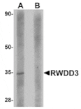 Western blot - RWDD3 Antibody from Signalway Antibody (24973) - Antibodies.com