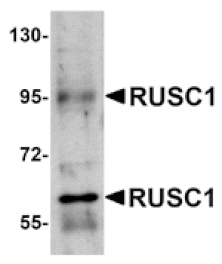 Western blot - RUSC1 Antibody from Signalway Antibody (24975) - Antibodies.com