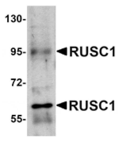 Western blot - RUSC1 Antibody from Signalway Antibody (24975) - Antibodies.com