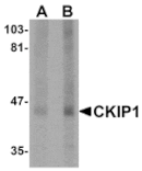 Western blot - CKIP1 Antibody from Signalway Antibody (24982) - Antibodies.com