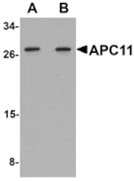 Western blot - APC11 Antibody from Signalway Antibody (25109) - Antibodies.com