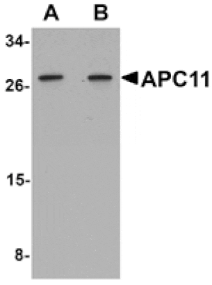 Western blot - APC11 Antibody from Signalway Antibody (25109) - Antibodies.com