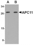 Western blot - APC11 Antibody from Signalway Antibody (25109) - Antibodies.com