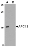 Western blot - APC13 Antibody from Signalway Antibody (25110) - Antibodies.com