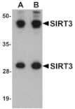 Western blot - SIRT3 Antibody from Signalway Antibody (25123) - Antibodies.com