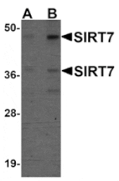 Western blot - SIRT7 Antibody from Signalway Antibody (25127) - Antibodies.com
