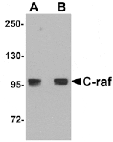 Western blot - C-raf Antibody from Signalway Antibody (25129) - Antibodies.com