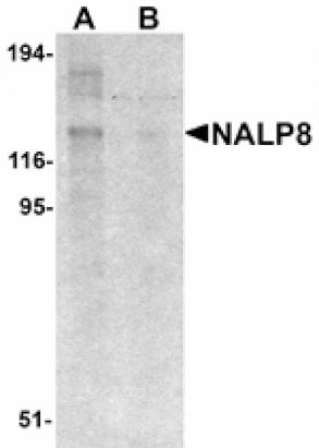 Western blot - NALP8 Antibody from Signalway Antibody (25183) - Antibodies.com