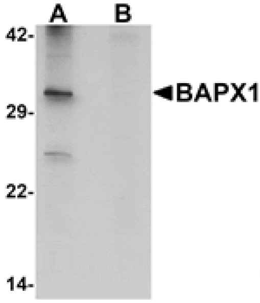 Western blot - BAPX1 Antibody from Signalway Antibody (25269) - Antibodies.com