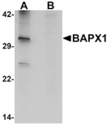 Western blot - BAPX1 Antibody from Signalway Antibody (25269) - Antibodies.com