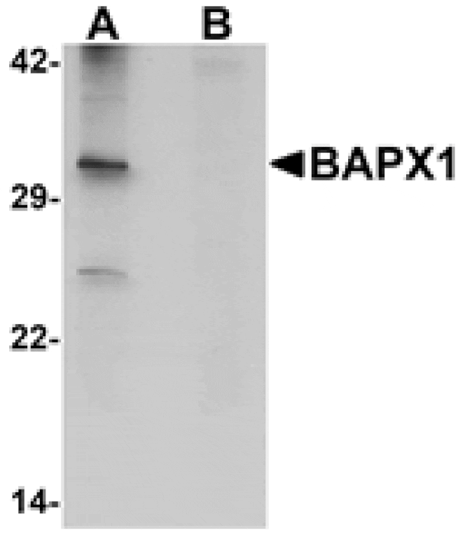 Western blot - BAPX1 Antibody from Signalway Antibody (25269) - Antibodies.com