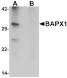 Western blot - BAPX1 Antibody from Signalway Antibody (25269) - Antibodies.com