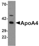 Western blot - ApoA4 Antibody from Signalway Antibody (25293) - Antibodies.com