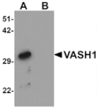 Western blot - VASH1 Antibody from Signalway Antibody (25310) - Antibodies.com
