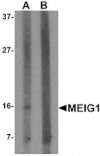 Western blot - MEIG1 Antibody from Signalway Antibody (25318) - Antibodies.com
