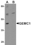 Western blot - GEMC1 Antibody from Signalway Antibody (25320) - Antibodies.com