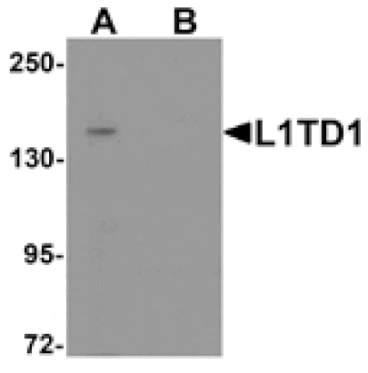 Western blot - L1TD1 Antibody from Signalway Antibody (25339) - Antibodies.com