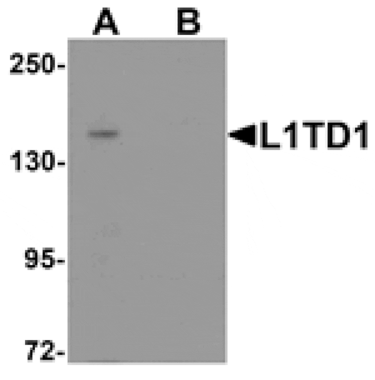 Western blot - L1TD1 Antibody from Signalway Antibody (25339) - Antibodies.com