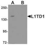 Western blot - L1TD1 Antibody from Signalway Antibody (25339) - Antibodies.com