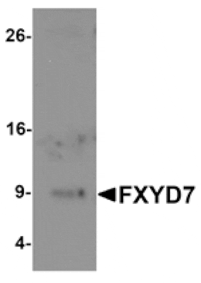 Western blot - FXYD7 Antibody from Signalway Antibody (25350) - Antibodies.com