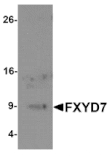 Western blot - FXYD7 Antibody from Signalway Antibody (25350) - Antibodies.com