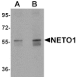 Western blot - NETO1 Antibody from Signalway Antibody (25351) - Antibodies.com