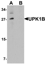 Western blot analysis of UPK1B in mouse bladder tissue lysate with UPK1B antibody at (A) 0.5 and (B) 1 µg/mL.