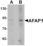 Western blot - AFAP1 Antibody from Signalway Antibody (25380) - Antibodies.com