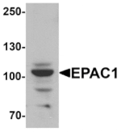 Western blot - EPAC1 Antibody from Signalway Antibody (25401) - Antibodies.com