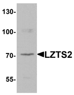 Western blot analysis of LZTS2 in human kidney tissue lysate with LZTS2 antibody at 1 µg/mL.