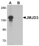 Western blot - JMJD3 Antibody from Signalway Antibody (25412) - Antibodies.com