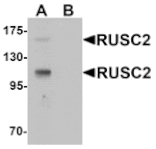 Western blot - RUSC2 Antibody from Signalway Antibody (25413) - Antibodies.com