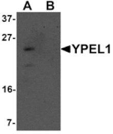 Western blot - YPEL1 Antibody from Signalway Antibody (25462) - Antibodies.com