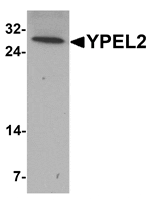 Western blot analysis of YPEL2 in HeLa cell lysate with YPEL2 antibody at 1 µg/mL.
