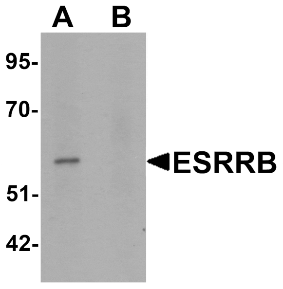 Western blot - ESRRB Antibody from Signalway Antibody (25479) - Antibodies.com