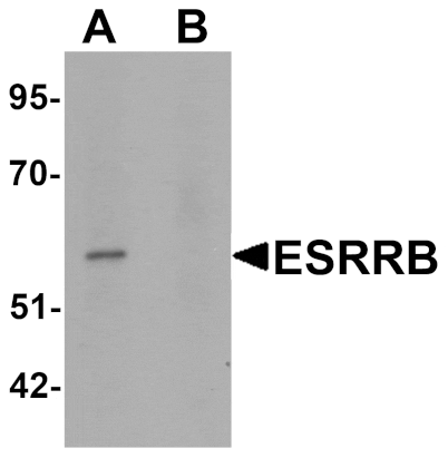 Western blot - ESRRB Antibody from Signalway Antibody (25479) - Antibodies.com