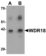 Western blot analysis of WDR18 in rat lung tissue lysate with WDR18 antibody at (A) 0.5 and (B) 1 µg/mL.