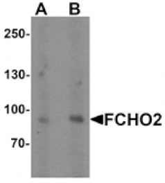 Western blot - FCHO2 Antibody from Signalway Antibody (25493) - Antibodies.com
