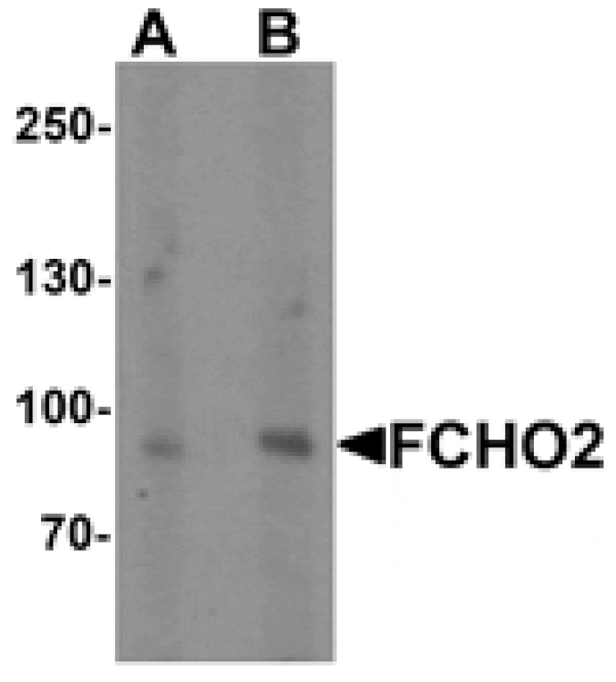 Western blot - FCHO2 Antibody from Signalway Antibody (25493) - Antibodies.com