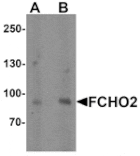 Western blot - FCHO2 Antibody from Signalway Antibody (25493) - Antibodies.com