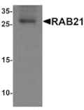 Western blot - RAB21 Antibody from Signalway Antibody (25510) - Antibodies.com