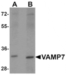 Western blot - VAMP7 Antibody from Signalway Antibody (25511) - Antibodies.com