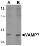 Western blot - VAMP7 Antibody from Signalway Antibody (25511) - Antibodies.com