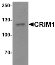 Western blot - CRIM1 Antibody from Signalway Antibody (25516) - Antibodies.com