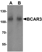 Western blot analysis of BCAR3 in mouse kidney tissue lysate with BCAR3 antibody at A) 1 and (B) 2 µg/mL.