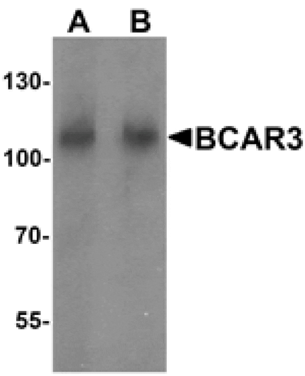 Western blot - BCAR3 Antibody from Signalway Antibody (25526) - Antibodies.com